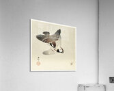 Ring sparrows and insect 1900 - 1936 by Ohara Koson 1877-1945. Acrylic Print