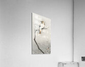 Japanese plague bird on branch 1900 - 1910 by Ohara Koson 1877-1945. Acrylic Print