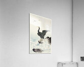 Red mask cormorant on rock 1900 - 1936 by Ohara Koson 1877-1945. Acrylic Print