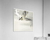 Cuckoo at crescent moon 1900 - 1930 by Ohara Koson 1877-1945. Acrylic Print