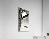 Bats under the full moon 1900-1936 by Ohara Koson 1877-1945. Acrylic Print