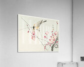 Songbird on blossom branch 1900 - 1936 by Ohara Koson 1877-1945. Acrylic Print