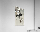 Crow and cherry blossom 1930 - 1975 by Ohara Koson 1877-1945. Acrylic Print