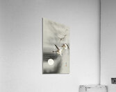 Geese in flight 1900 - 1930 by Ohara Koson 1877-1945. Acrylic Print