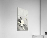 Swallow with Peony 1900 - 1930 by Ohara Koson 1877-1945. Acrylic Print