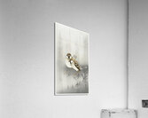 Two ring sparrows in the rain 1900 - 1930 by Ohara Koson 1877-1945. Acrylic Print