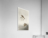 Tree sparrow with boy 1900 - 1936 by Ohara Koson 1877-1945. Acrylic Print