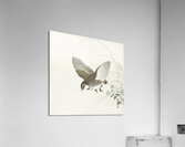 Flying quail 1900 - 1930 by Ohara Koson 1877-1945. Acrylic Print