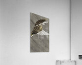 Downward flying eagle 1900 - 1930 by Ohara Koson 1877-1945. Acrylic Print