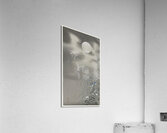 Gull on rock 1900 - 1910 by Ohara Koson 1877-1945. Acrylic Print