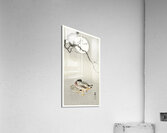 Ducks at full moon 1900 - 1945 by Ohara Koson 1877-1945. Acrylic Print