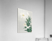 Lilies Ohara  1920 - 1930 by Ohara Koson 1877-1945. Acrylic Print