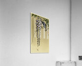 Flycatcher at wisteria 1900 - 1910 by Ohara Koson 1877-1945. Acrylic Print