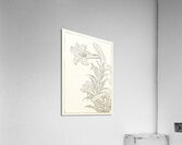 Rabbit at full moon 1900 - 1930 by Ohara Koson 1877-1945. Acrylic Print