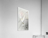 Hunting hawk 1900 - 1910 by Ohara Koson 1877-1945. Acrylic Print