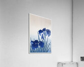 Iris flowers 1925 - 1936 by Ohara Koson 1877-1945. Acrylic Print