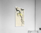 Chinese oriole on plum blossom branch 1900 - 1910 by Ohara Koson 1877-1945. Acrylic Print