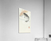 Two carp 1900 - 1930 by Ohara Koson 1877-1945. Acrylic Print