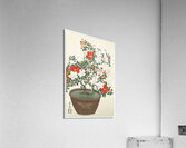 Blooming azalea in brown pot 1920 - 1930 by Ohara Koson 1877-1945. Acrylic Print