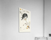 Crow with kaki fruit 1900 - 1910 by Ohara Koson 1877-1945. Acrylic Print