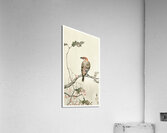 Crossbill on tree branch 1900 - 1910 by Ohara Koson 1877-1945. Acrylic Print