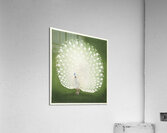 Peacock 1925 - 1936 by Ohara Koson 1877-1945. Acrylic Print