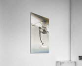 Monkey and reflection of the moon 1900 - 1936 by Ohara Koson 1877-1945. Acrylic Print