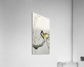 Couple pheasants and cherry blossom 1900 - 1936 by Ohara Koson 1877-1945. Acrylic Print