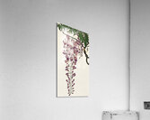 Blooming wisteria 1900 - 1930 by Ohara Koson1877-1945. Acrylic Print