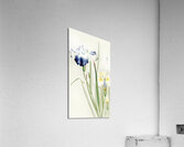 Irises 1900 - 1936 by Ohara Koson 1877-1945. Acrylic Print