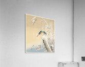 Kingfisher in the snow 1925 - 1936 by Ohara Koson 1877-1945. Acrylic Print