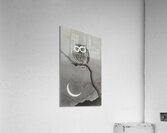 Long-eared owl on bare tree branch 1900 - 1930 by Ohara Koson 1877-1945. Acrylic Print