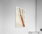 Red ivy 1900 - 1930 by Ohara Koson 1877-1945. Acrylic Print