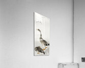 Two geese 1900 - 1910 by Ohara Koson 1877-1945. Acrylic Print