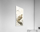 Eagle on tree branch 1900 - 1910 by Ohara Koson 1877-1945. Acrylic Print