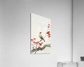 Japanese plague bird on maple 1900 - 1936 by Ohara Koson 1877-1945. Acrylic Print