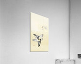 Two fighting birds 1900 - 1936 by Ohara Koson 1877-1945. Acrylic Print