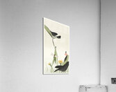 Libelle and lotus 1900 - 1930 by Ohara Koson 1877-1945. Acrylic Print