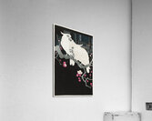 Two cockatoo and plum blossom 1925 - 1936 by Ohara Koson 1877-1945. Acrylic Print