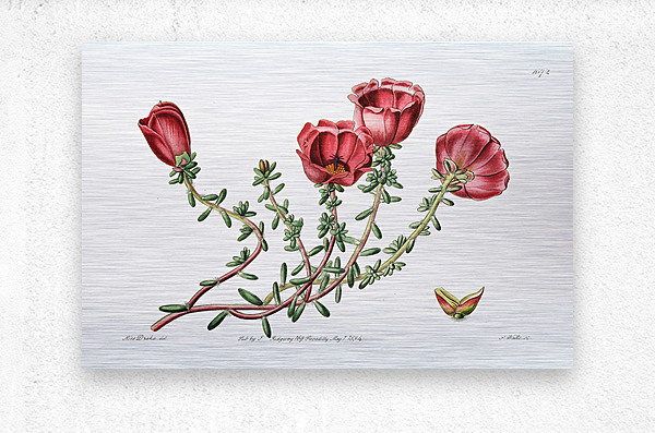 Dr. Gillies purslane from Edwards Botanical Register 1829-1847  by Sydenham Edwards John Lindley and James Ridgway.  Metal print