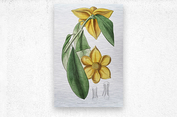 Laurel-leaved custard apple from Edwards Botanical Register 1829-1847  by Sydenham Edwards John Lindley and James Ridgway.  Metal print