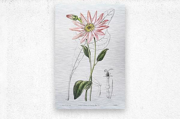 Mr. Dicksons echinacea from Edwards Botanical Register 1829-1847  by Sydenham Edwards John Lindley and James Ridgway.  Metal print
