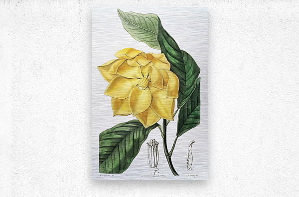 De Candolles talaum tree from Edwards Botanical Register 1829-1847  by Sydenham Edwards John Lindley and James Ridgway.  Metal print