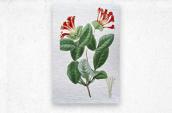 The north-west honeysuckle from Edwards Botanical Register 1829-1847  by Sydenham Edwards John Lindley and James Ridgway.  Metal print