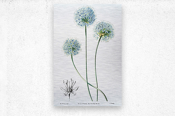 Blue leek from Edwards Botanical Register 1829-1847  by Sydenham Edwards John Lindley and James Ridgway.  Metal print