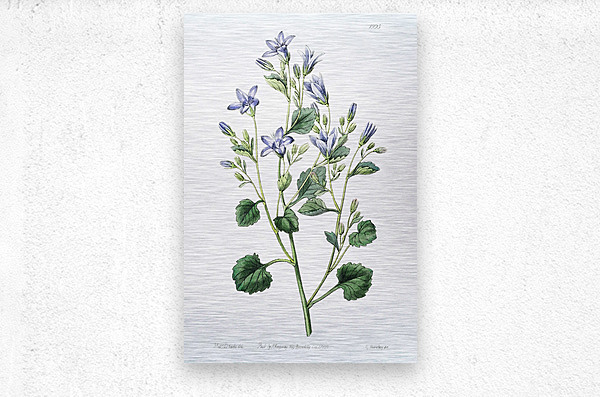 Dalmatian wall campanula flower from Edwards Botanical Register 1829-1847  by Sydenham Edwards John Lindley and James Ridgway.  Impression metal