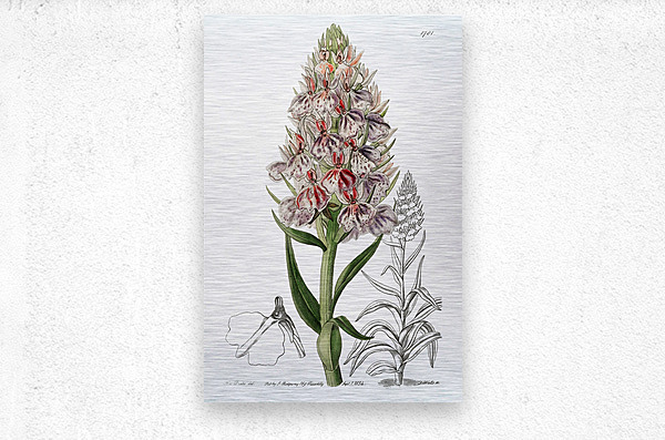 Leafy spiked orchis from Edwards Botanical Register 1829-1847  by Sydenham Edwards John Lindley and James Ridgway.  Metal print