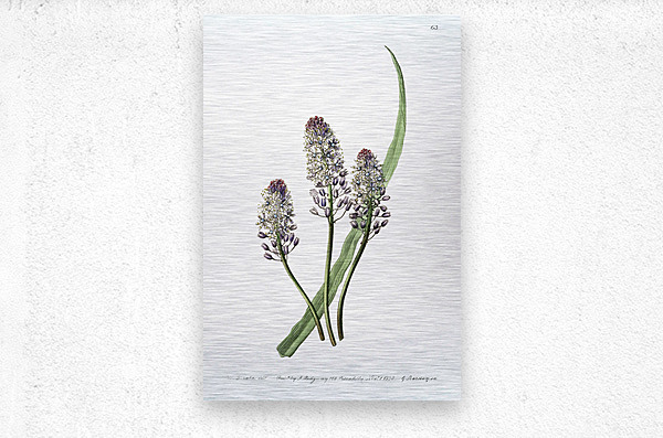 Meadow squill from Edwards Botanical Register 1829-1847  by Sydenham Edwards John Lindley and James Ridgway.  Metal print