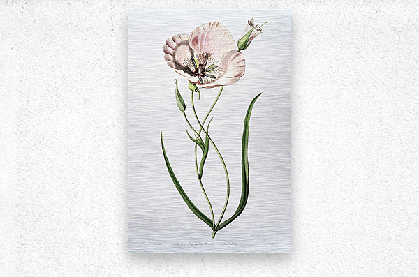 atiny calochortus from Edwards Botanical Register 1829-1847  by Sydenham Edwards John Lindley and James Ridgway.  Metal print