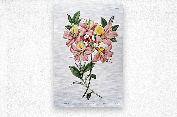 Changeable pontic azalea from Edwards Botanical Register 1829-1847  by Sydenham Edwards John Lindley and James Ridgway.  Metal print